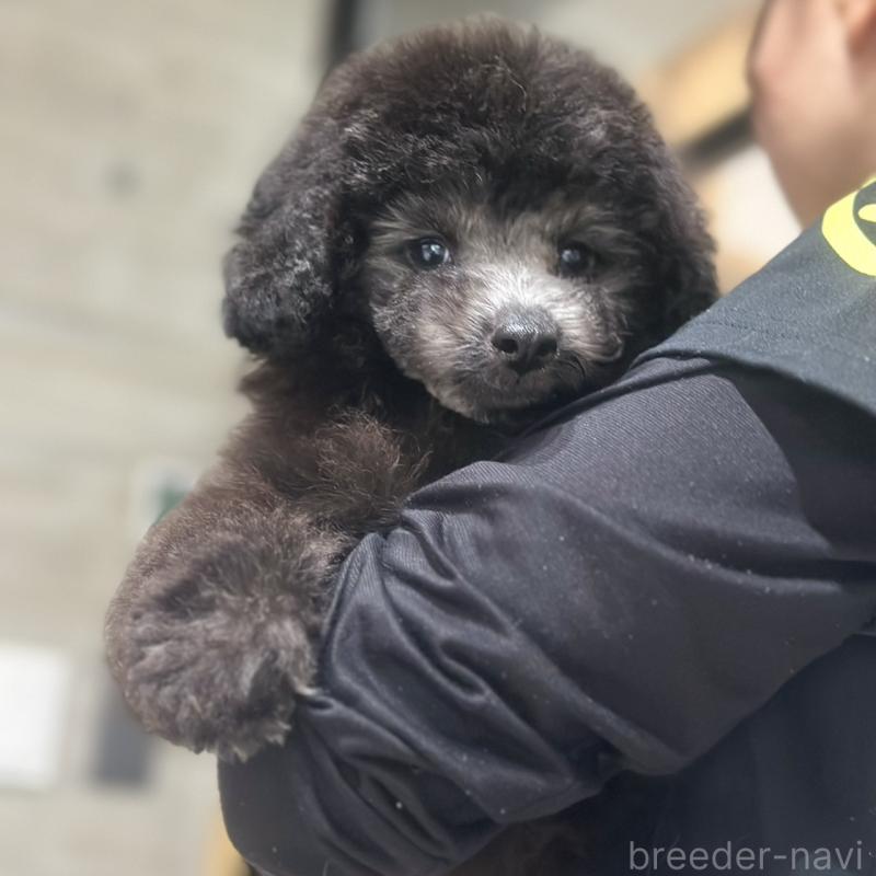 販売中の岡山県のトイプードル-434887の4枚目