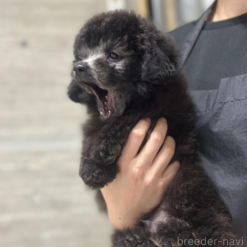 販売中の岡山県のトイプードル-434887の3枚目