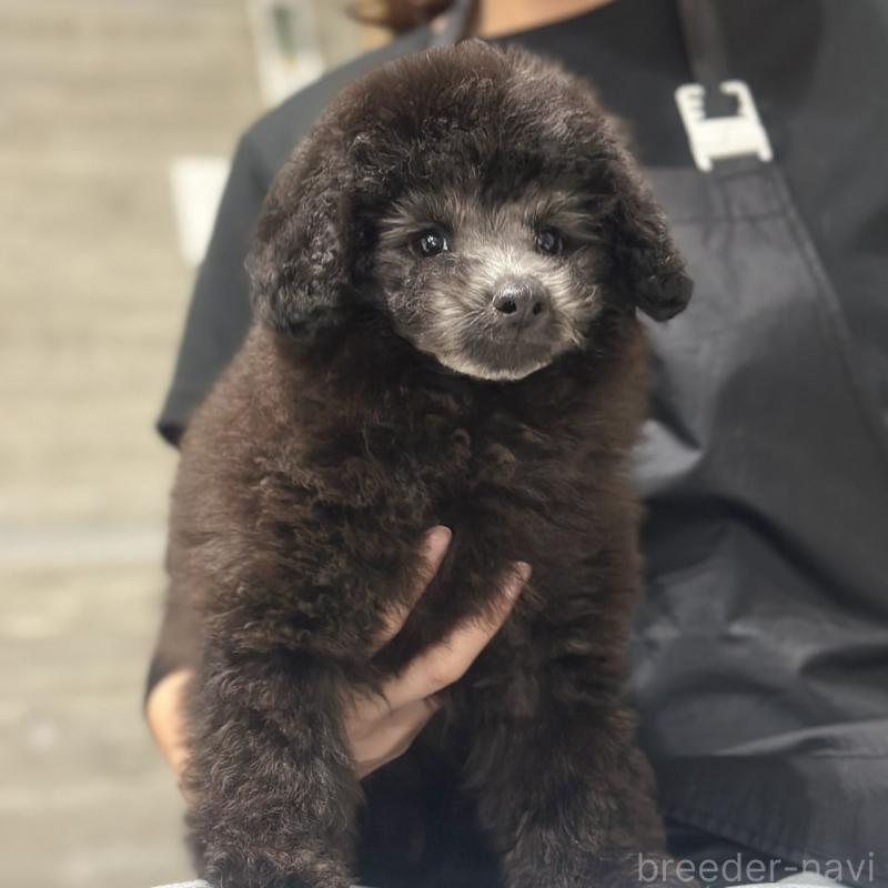 販売中の岡山県のトイプードル-434887の2枚目