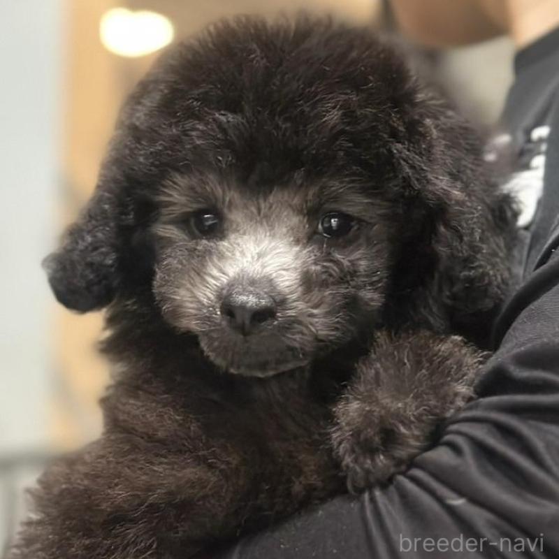 販売中の岡山県のトイプードル-434887の1枚目