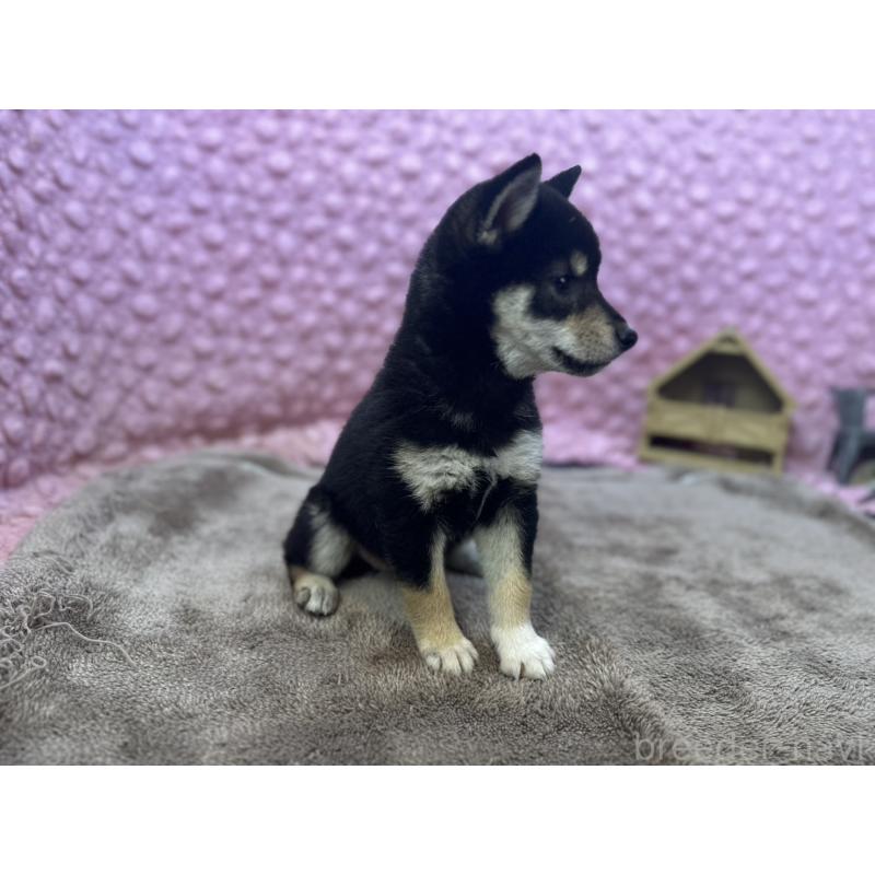 販売中の茨城県の柴犬-434889の13枚目