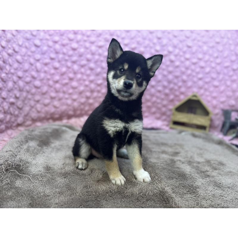 販売中の茨城県の柴犬-434889の12枚目