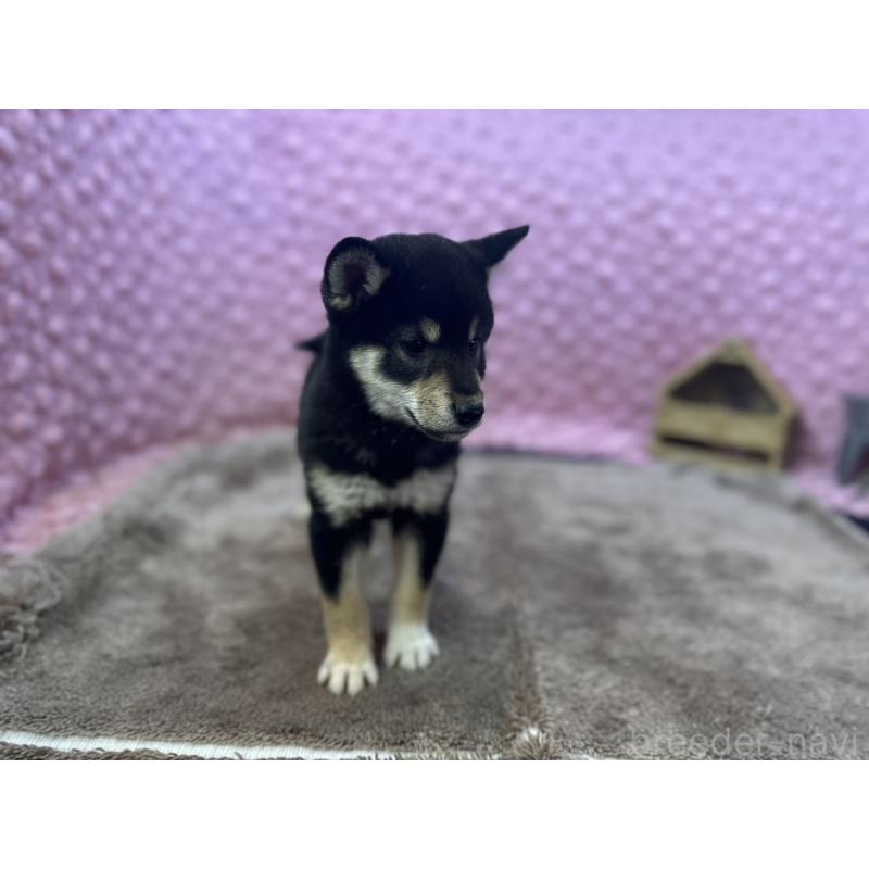 販売中の茨城県の柴犬-434889の11枚目