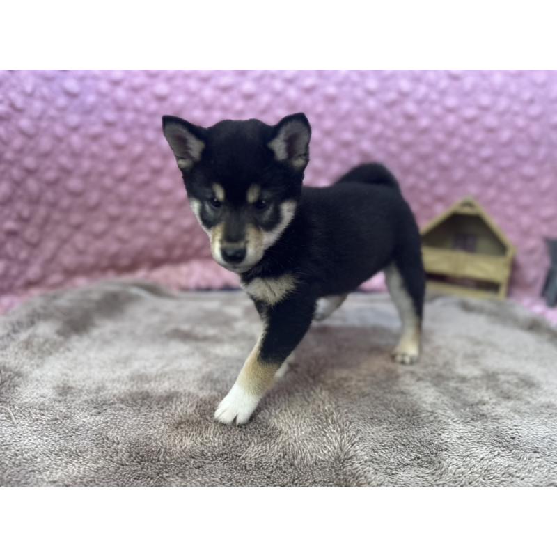 販売中の茨城県の柴犬-434889の10枚目