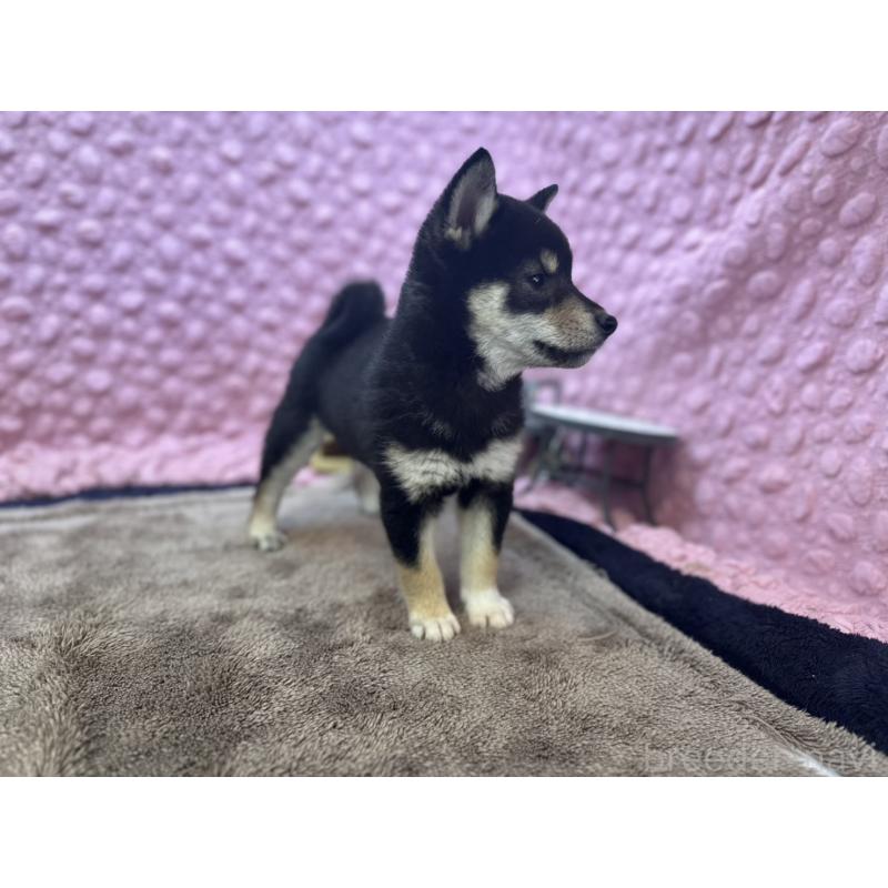 販売中の茨城県の柴犬-434889の9枚目