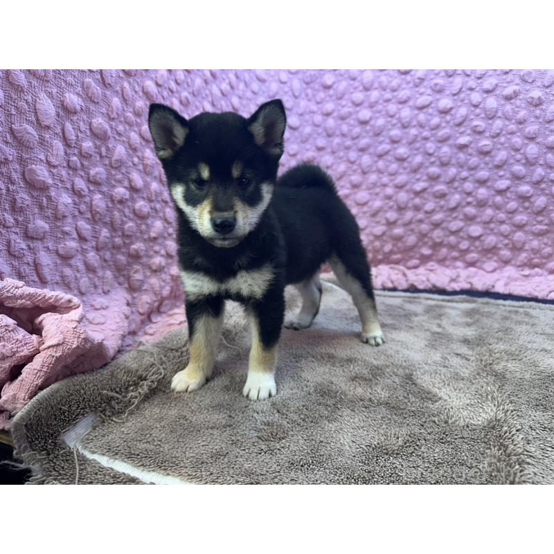 販売中の茨城県の柴犬-434889の8枚目