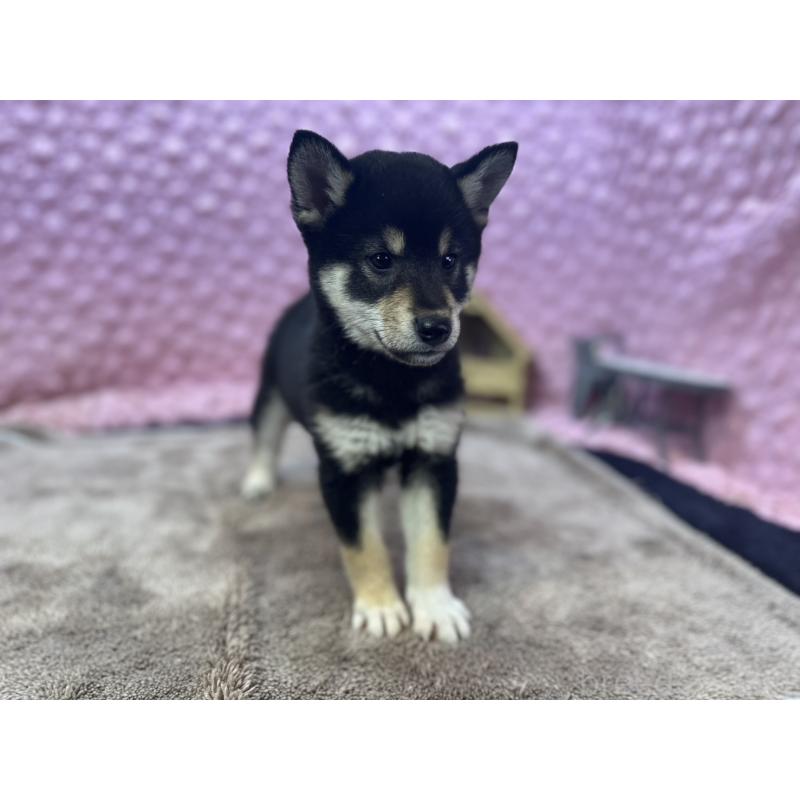 販売中の茨城県の柴犬-434889の7枚目