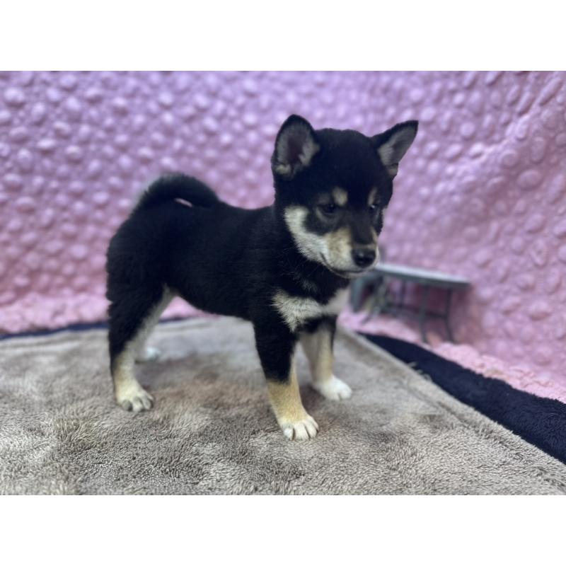 販売中の茨城県の柴犬-434889の6枚目