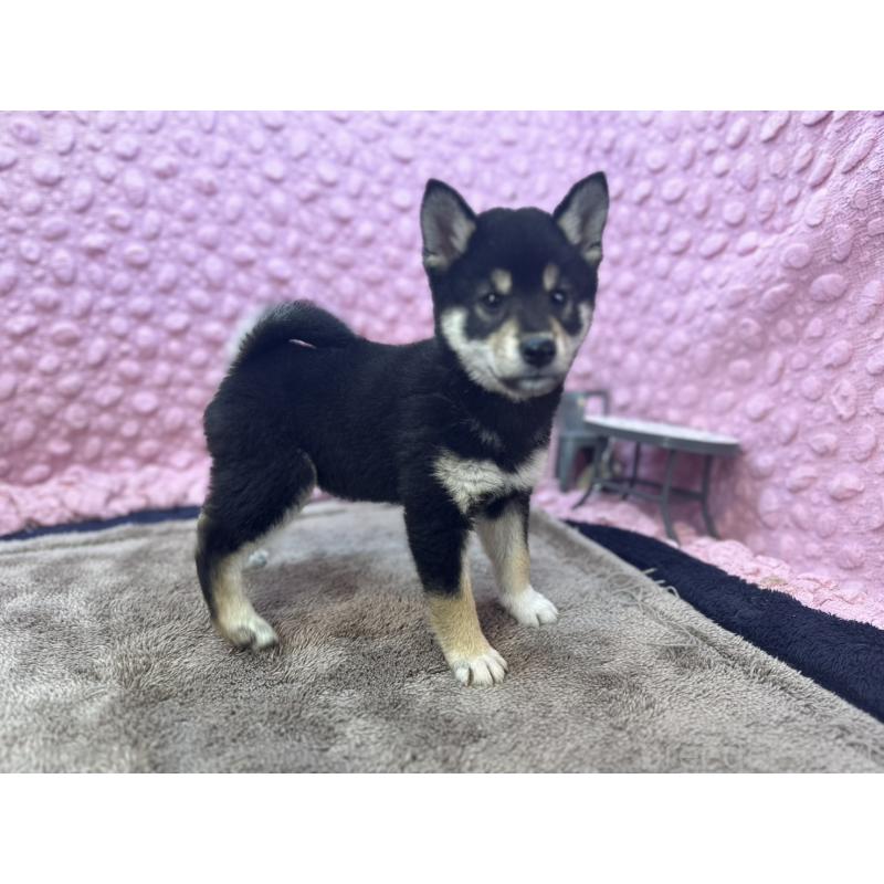 販売中の茨城県の柴犬-434889の5枚目