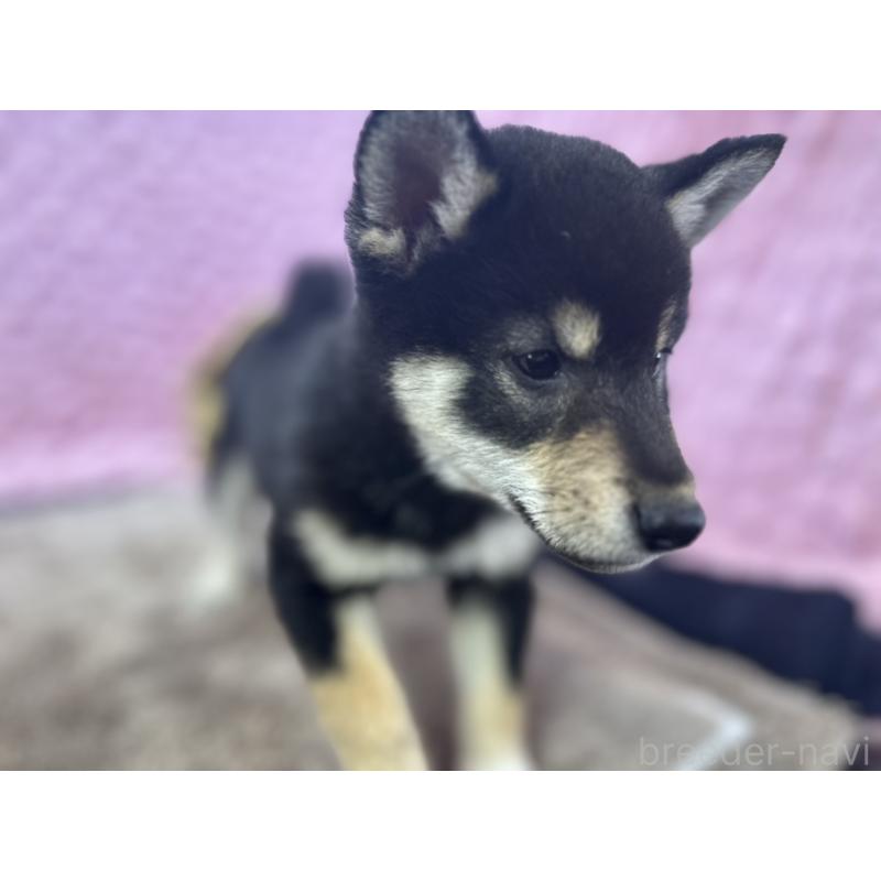 販売中の茨城県の柴犬-434889の4枚目