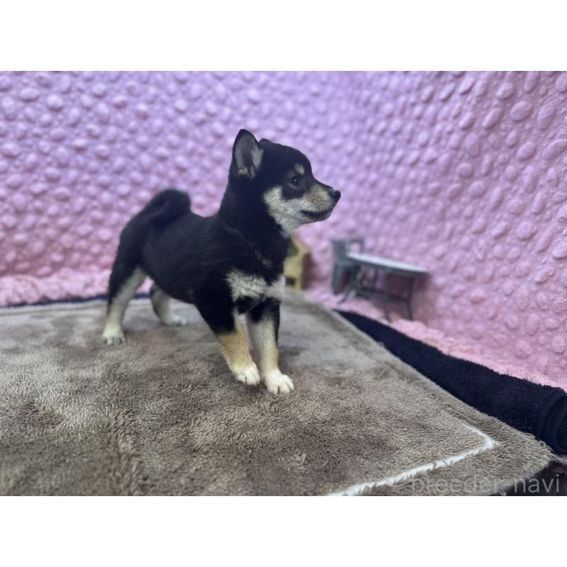 販売中の茨城県の柴犬-434889の3枚目