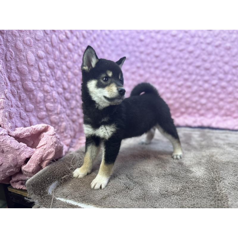 販売中の茨城県の柴犬-434889の1枚目