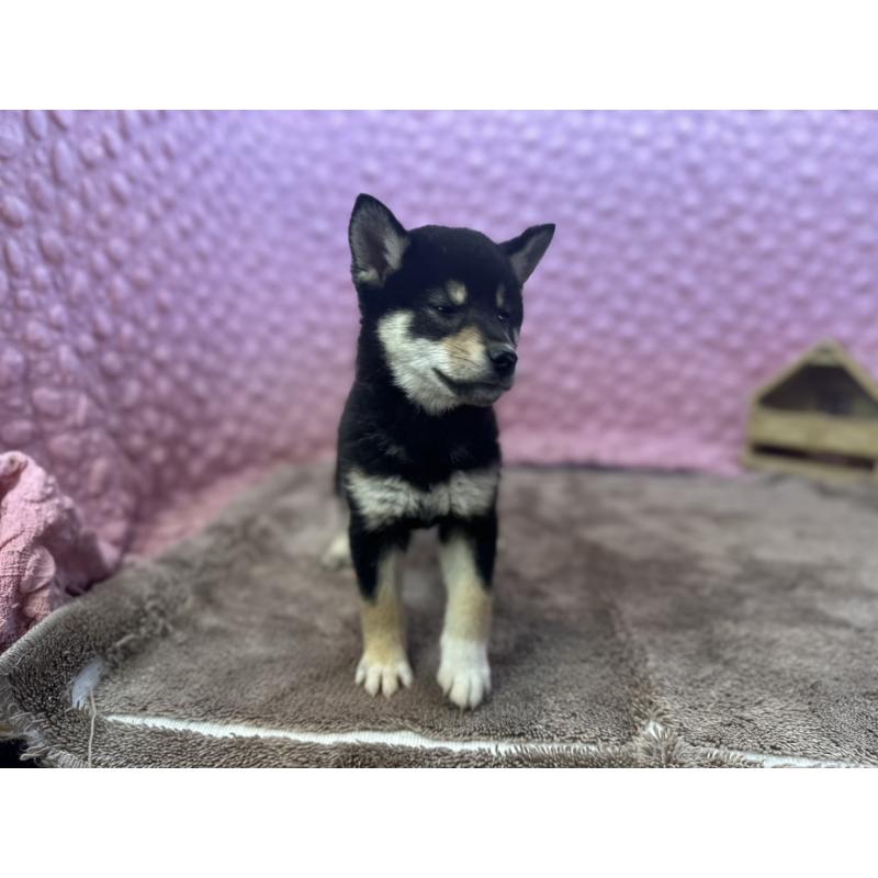 販売中の茨城県の柴犬-434889の2枚目