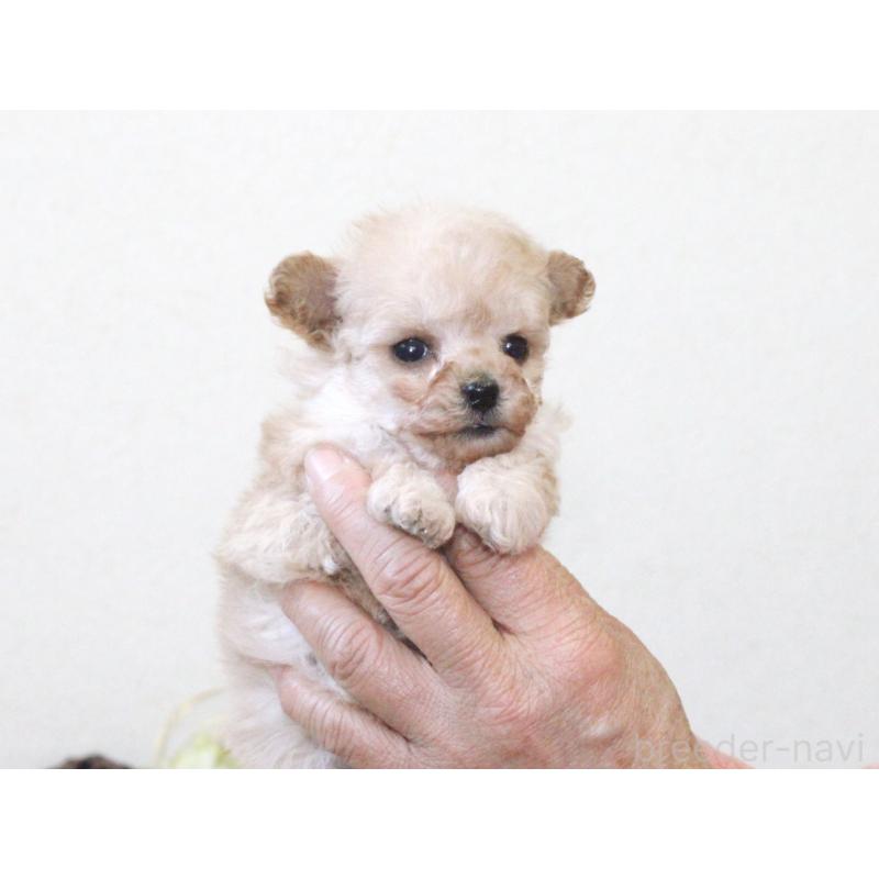 販売中の兵庫県のタイニープードル-434892の7枚目