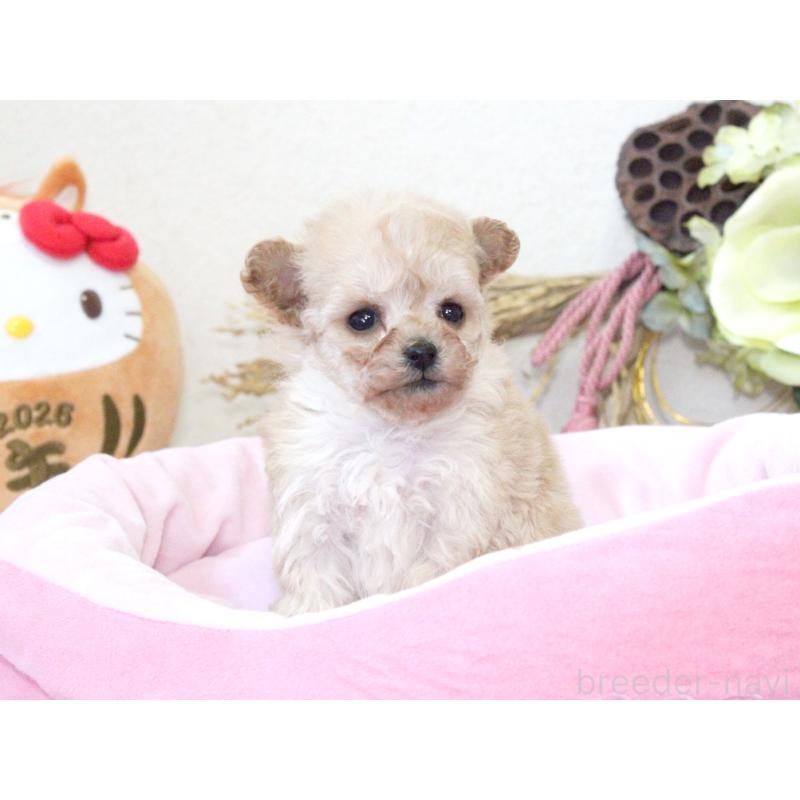 販売中の兵庫県のタイニープードル-434892の6枚目