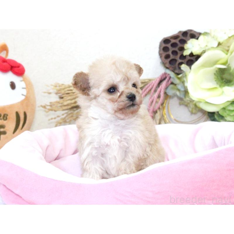 販売中の兵庫県のタイニープードル-434892の5枚目