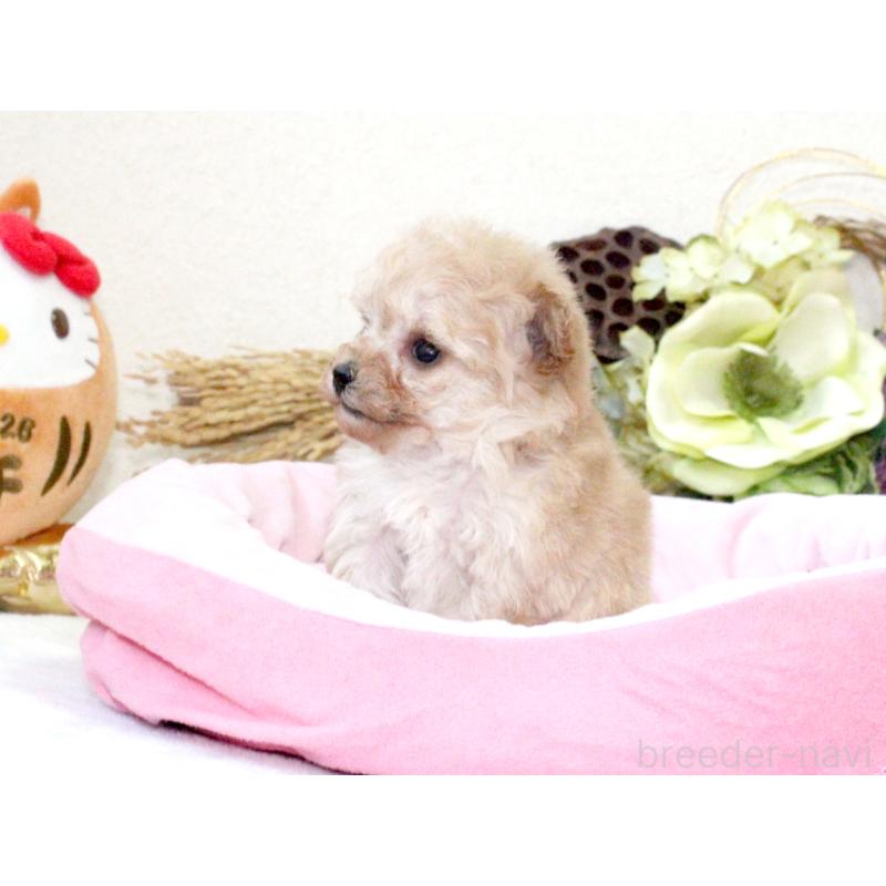 販売中の兵庫県のタイニープードル-434892の4枚目