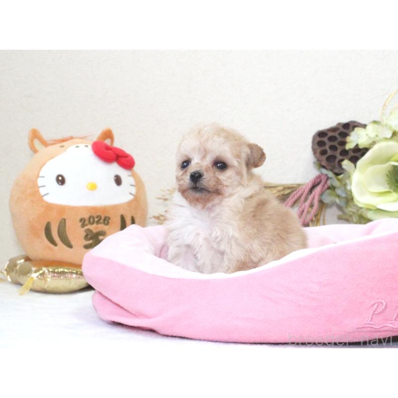 販売中の兵庫県のタイニープードル-434892の3枚目