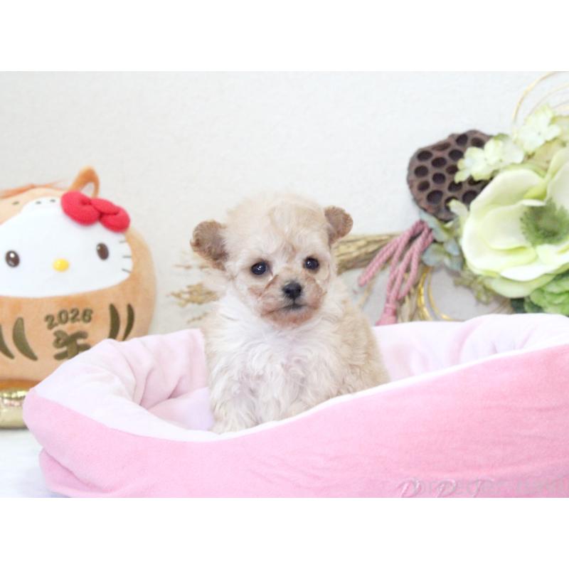 販売中の兵庫県のタイニープードル-434892の2枚目