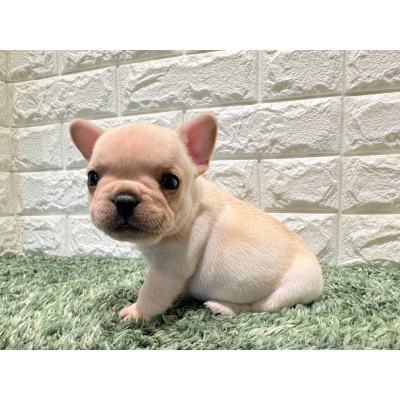 販売中の愛知県のフレンチブルドッグ-434890の4枚目