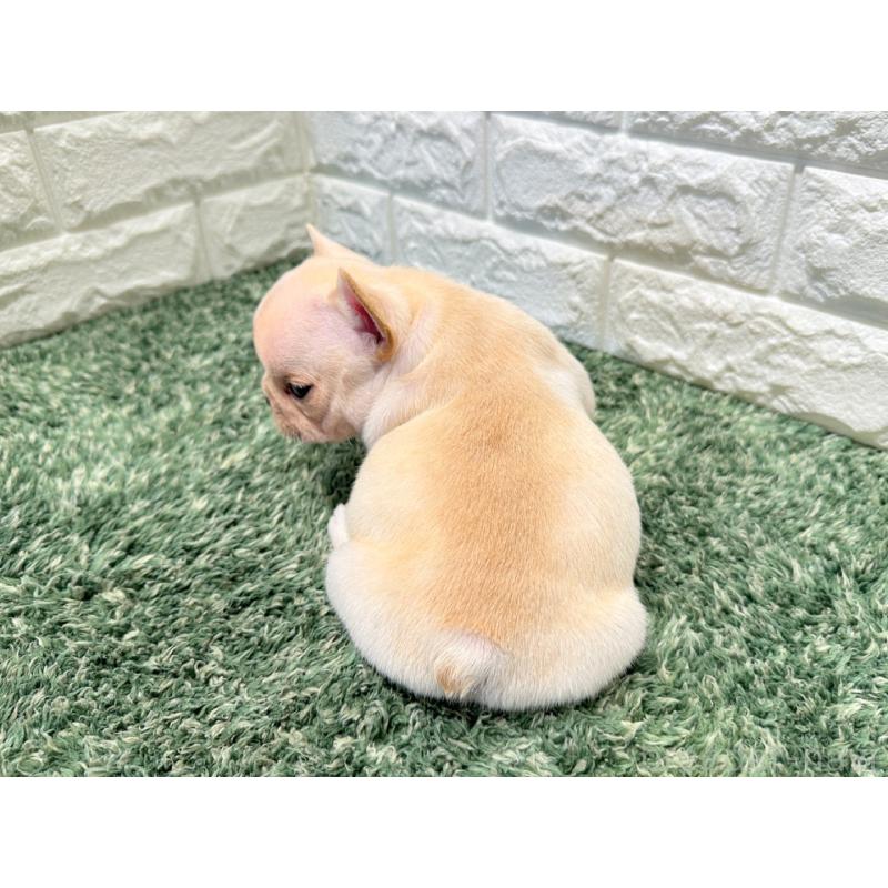 販売中の愛知県のフレンチブルドッグ-434890の3枚目