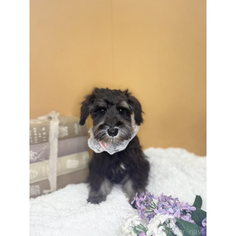 販売中の茨城県のミニチュアシュナウザー-418748の9枚目