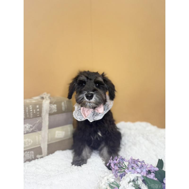 販売中の茨城県のミニチュアシュナウザー-418748の8枚目