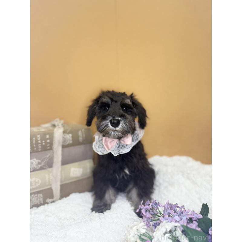 販売中の茨城県のミニチュアシュナウザー-418748の7枚目