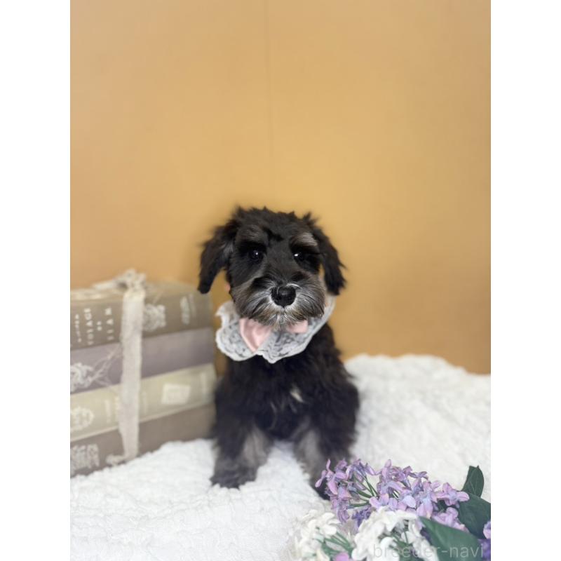 販売中の茨城県のミニチュアシュナウザー-418748の6枚目