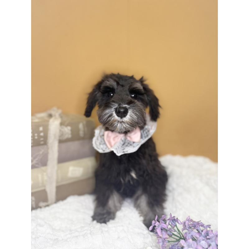 販売中の茨城県のミニチュアシュナウザー-418748の3枚目