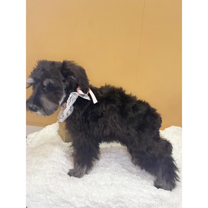 販売中の茨城県のミニチュアシュナウザー-418748の2枚目