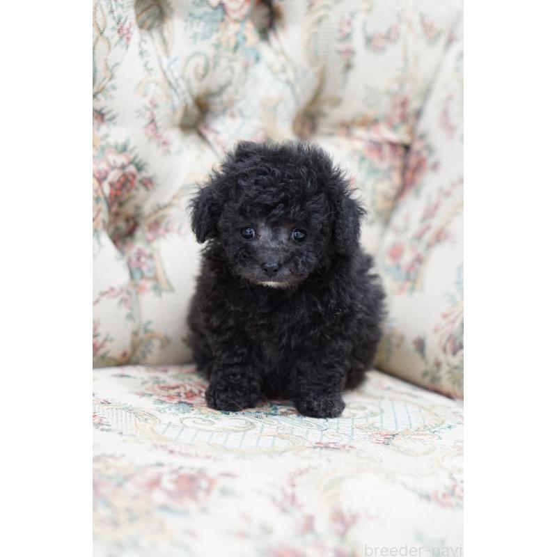 成約済の愛知県のティーカッププードル-432887の5枚目