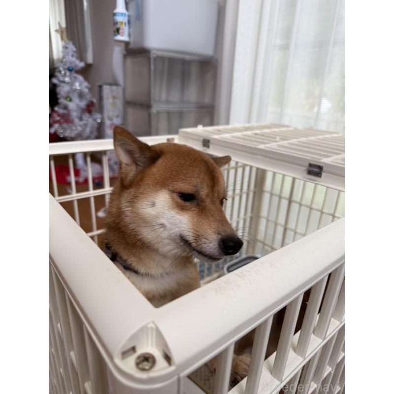 販売中の富山県の豆柴-434895の4枚目