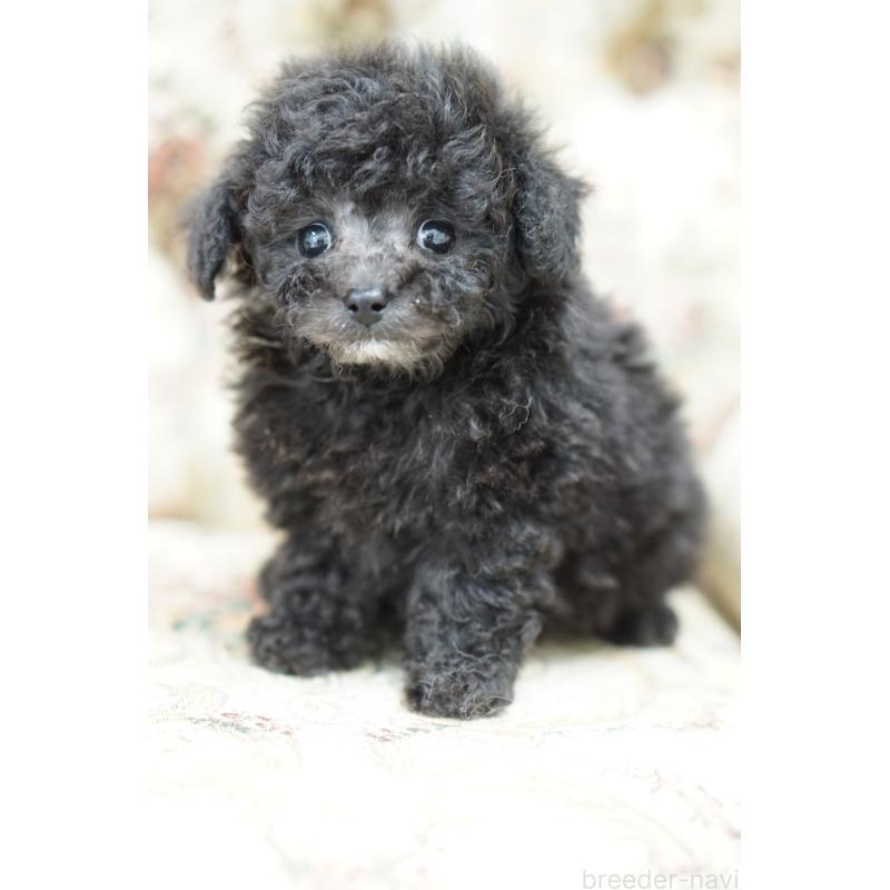 成約済の愛知県のティーカッププードル-432887の3枚目