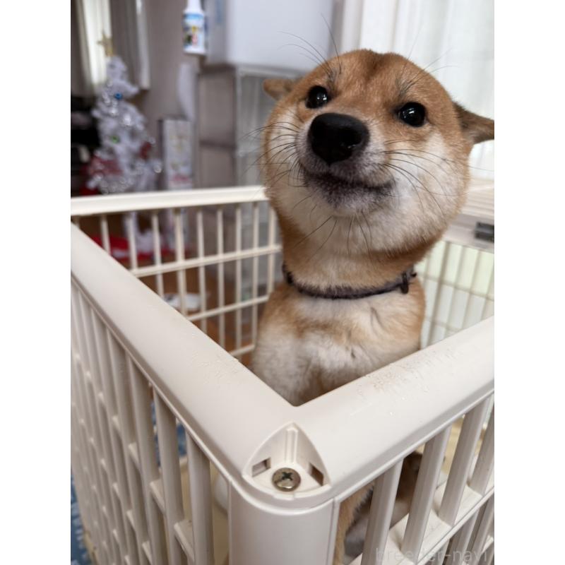 販売中の富山県の豆柴-434895の3枚目