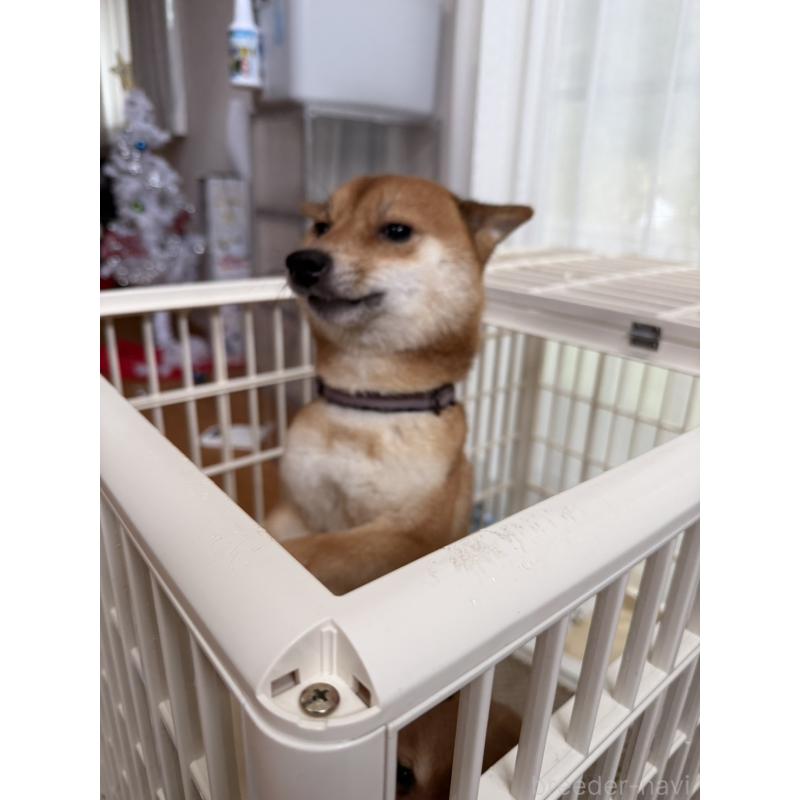 販売中の富山県の豆柴-434895の2枚目