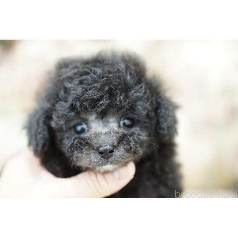 成約済の愛知県のティーカッププードル-432887の2枚目