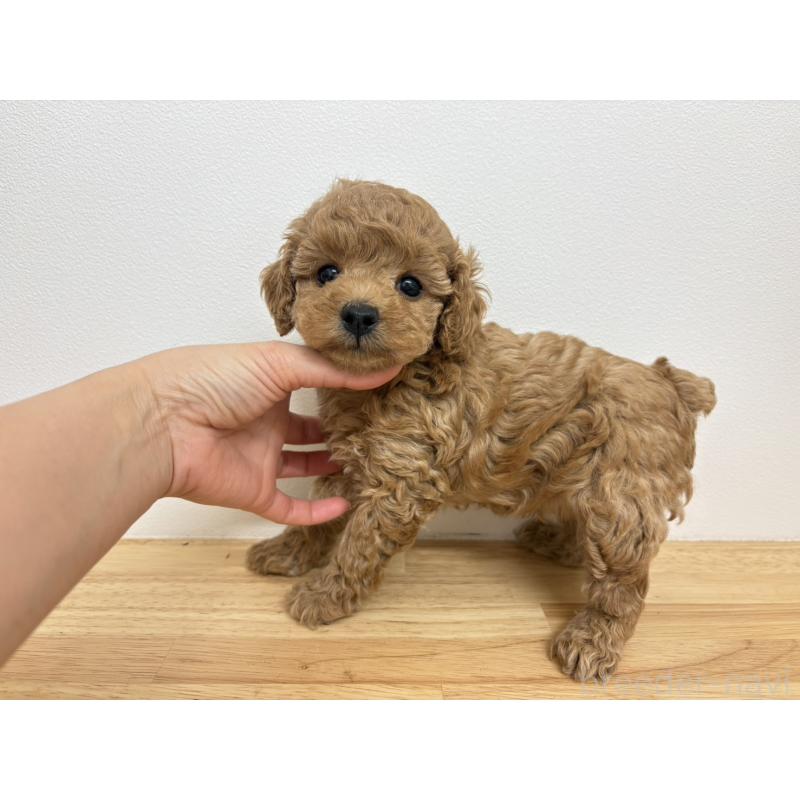 販売中の広島県のトイプードル-434891の4枚目