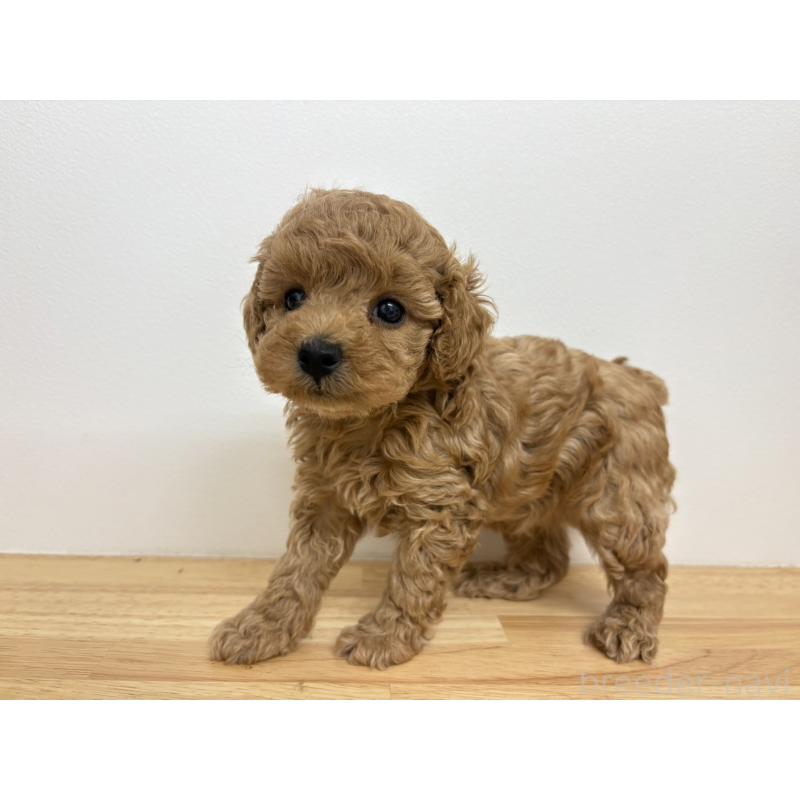 販売中の広島県のトイプードル-434891の2枚目