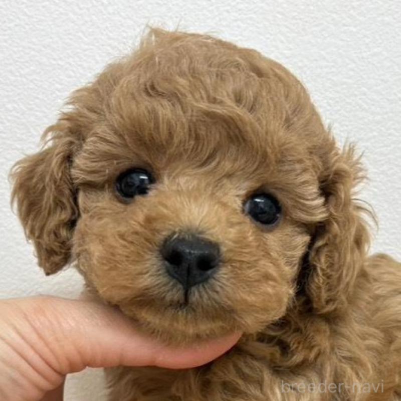 販売中の広島県のトイプードル-434891