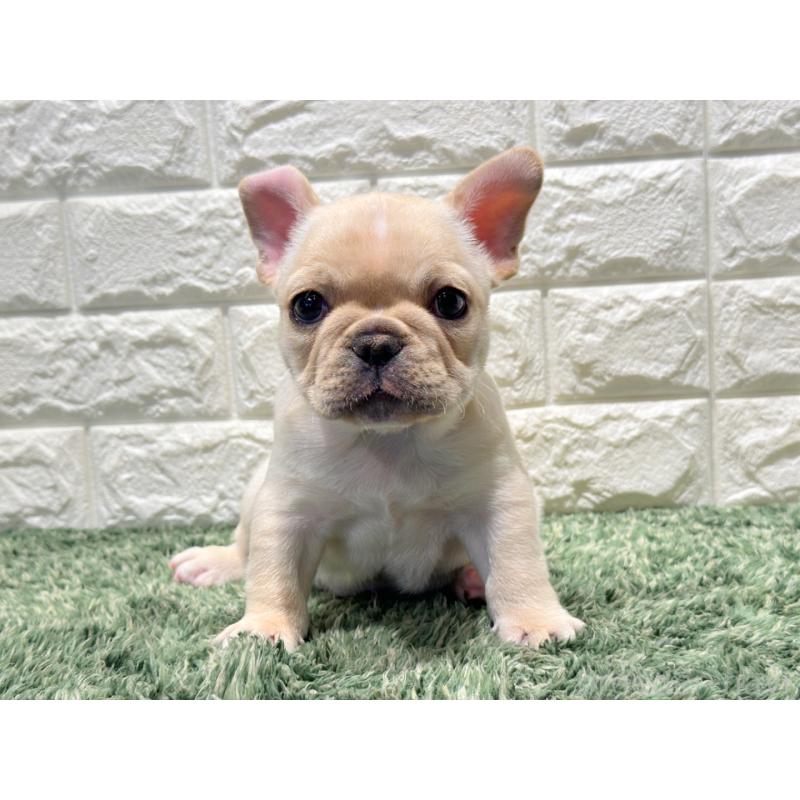 販売中の愛知県のフレンチブルドッグ-434893の4枚目