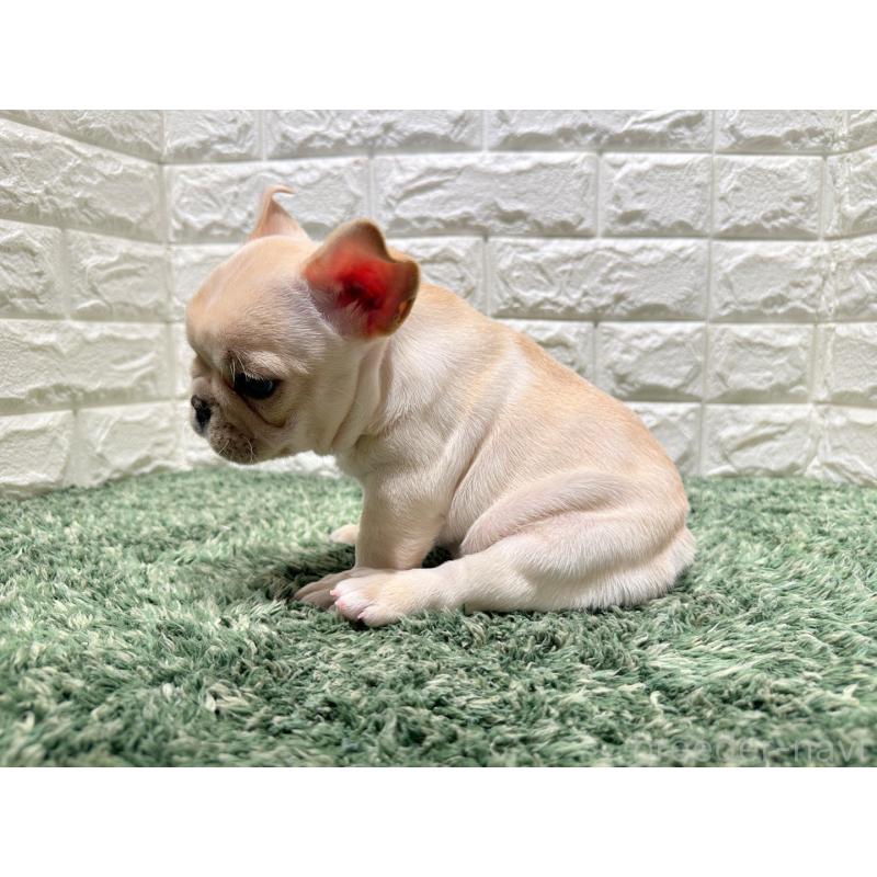 販売中の愛知県のフレンチブルドッグ-434893の3枚目