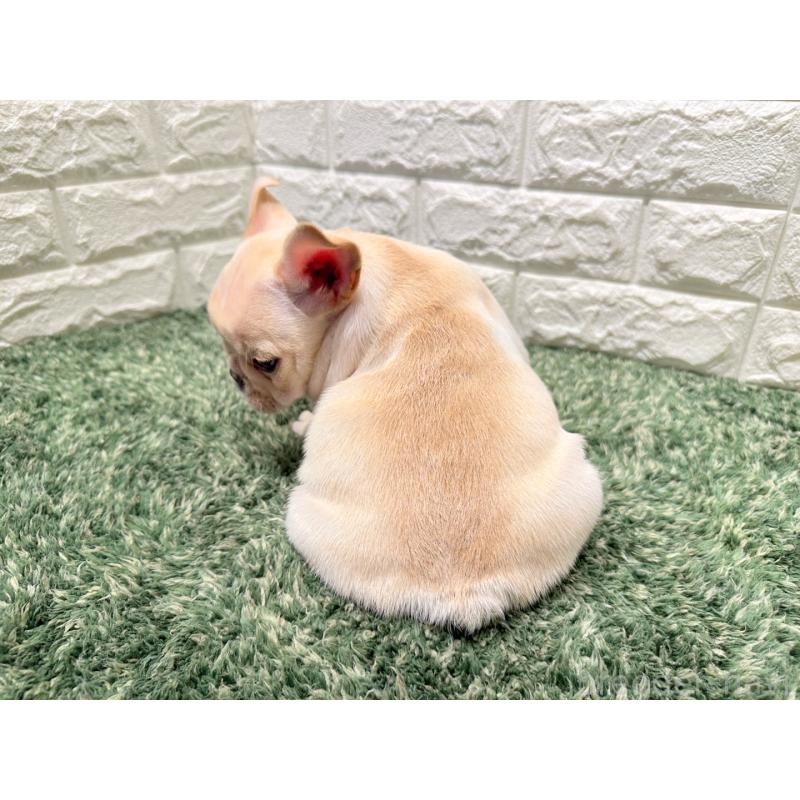 販売中の愛知県のフレンチブルドッグ-434893の2枚目