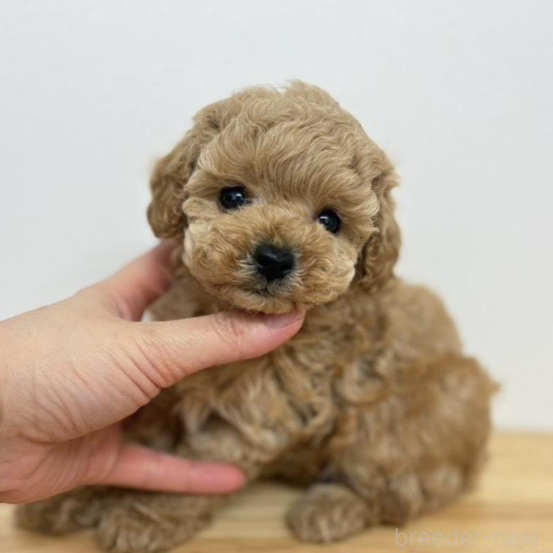 販売中の広島県のトイプードル-434894の5枚目