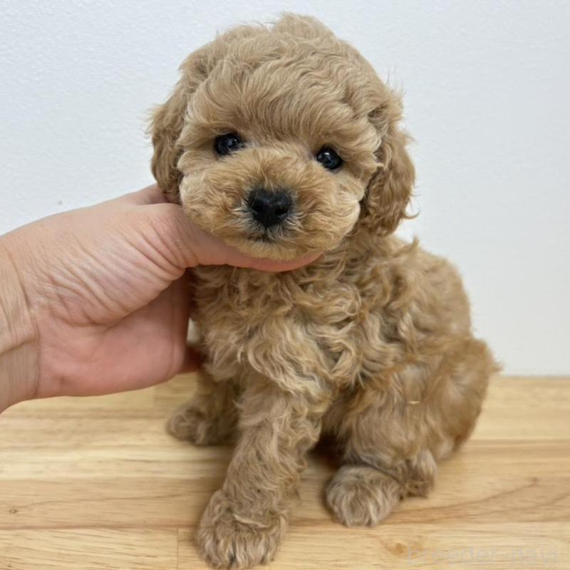 販売中の広島県のトイプードル-434894の4枚目