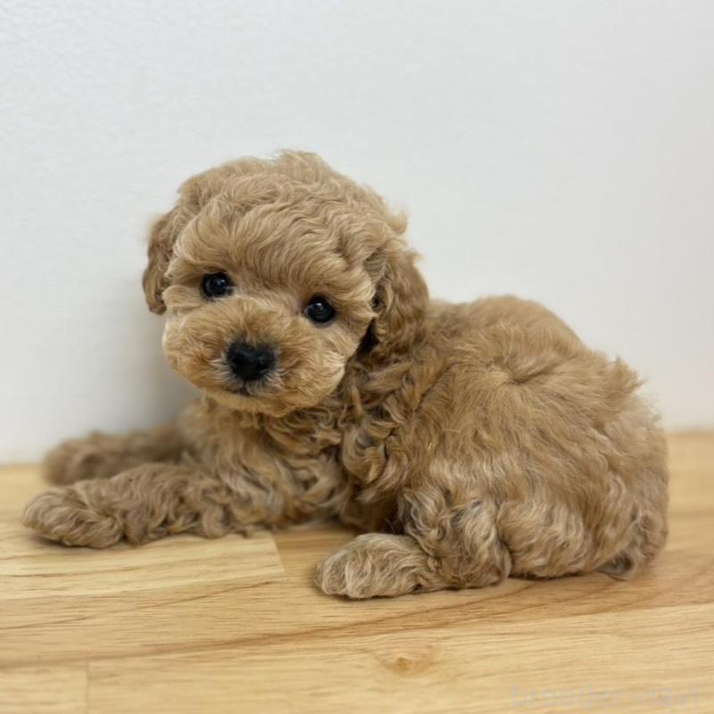 販売中の広島県のトイプードル-434894の3枚目