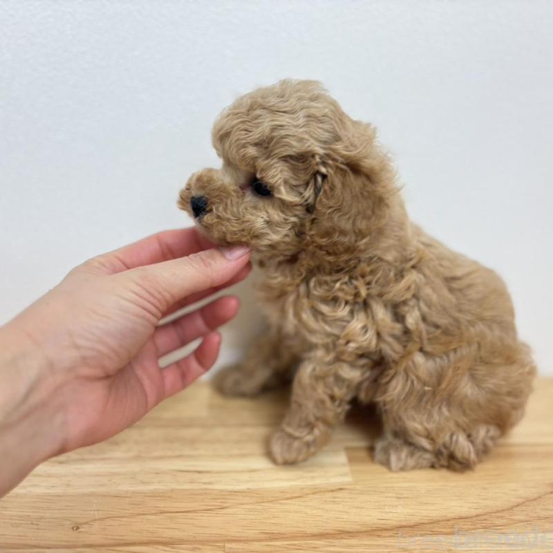 販売中の広島県のトイプードル-434894の2枚目