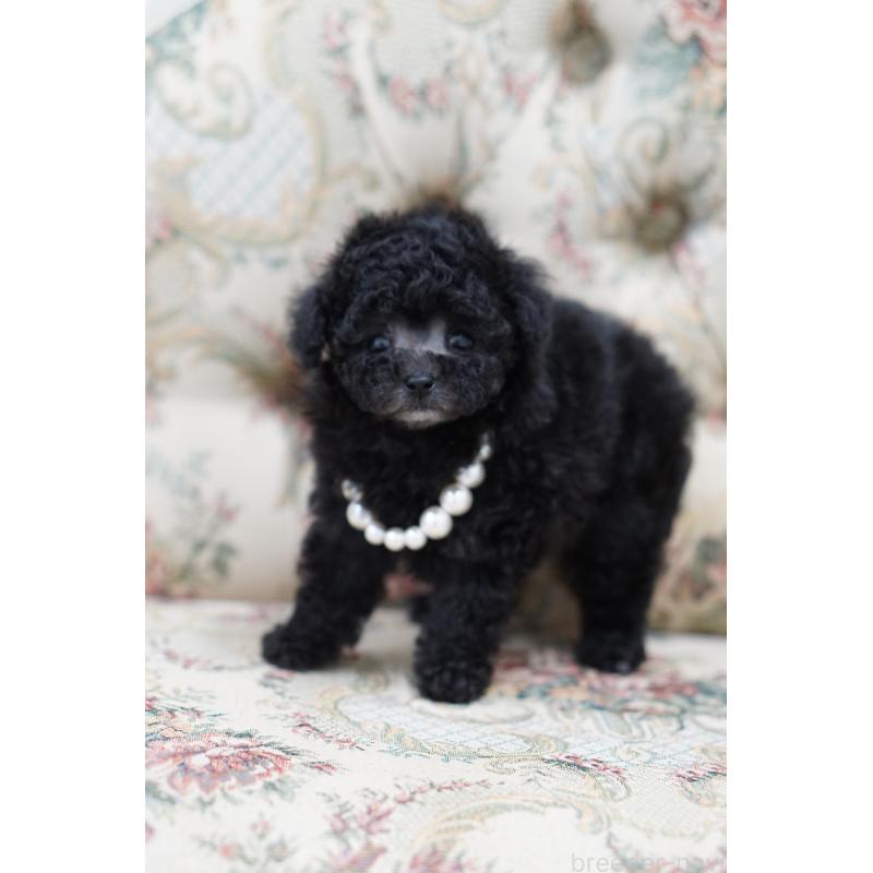 成約済の愛知県のティーカッププードル-432886の7枚目