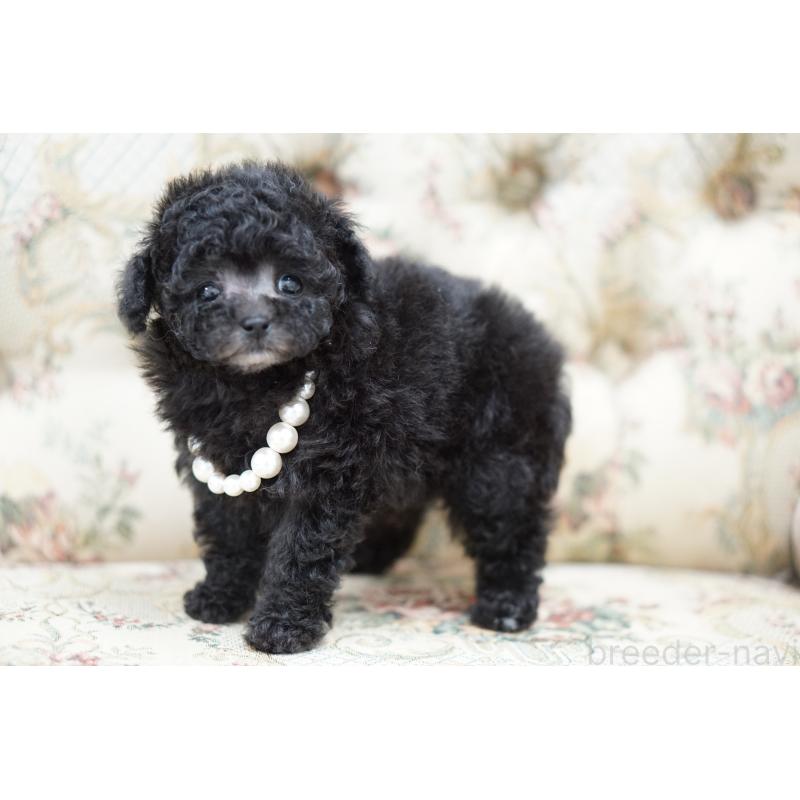 成約済の愛知県のティーカッププードル-432886の6枚目