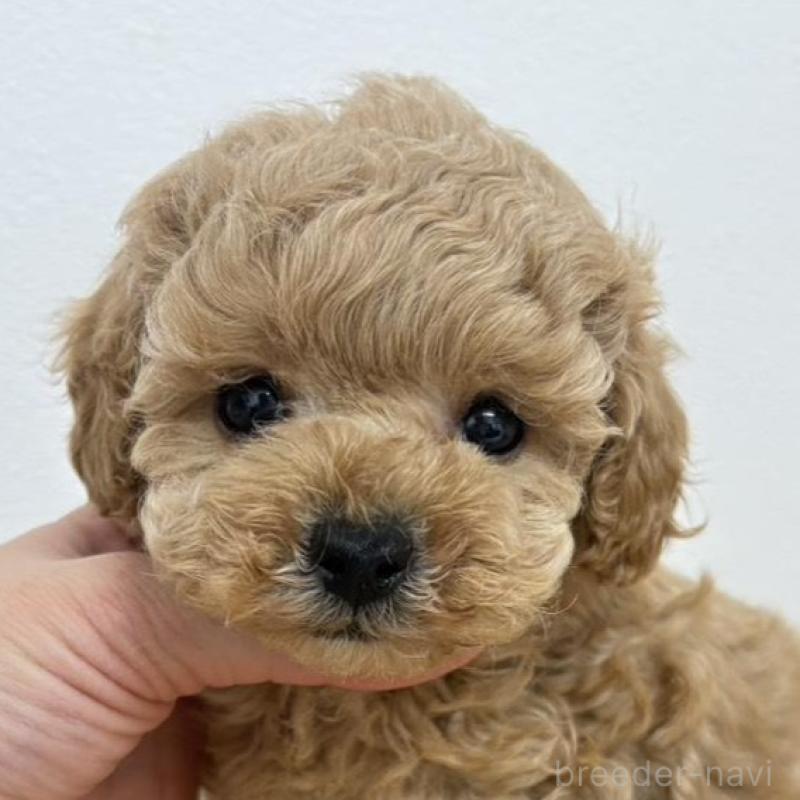 販売中の広島県のトイプードル-434894の1枚目